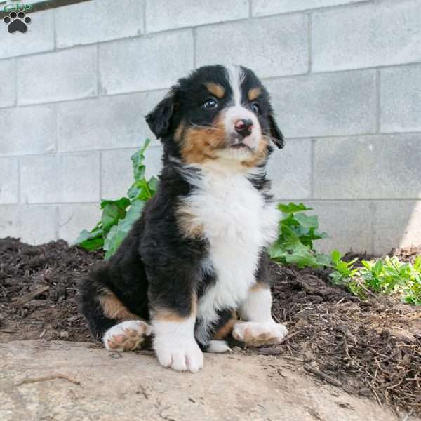Smitty, Bernedoodle Puppy